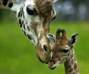 пазл жираф с ребенком